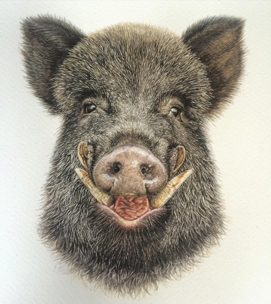 Голова кабана