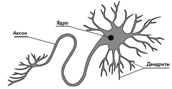 Нервная ткань Аксон строение