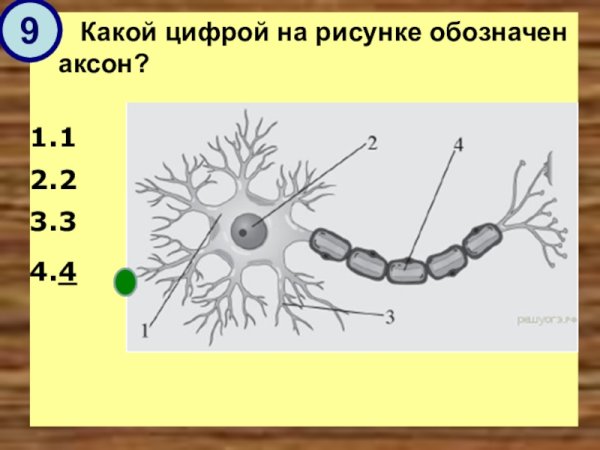 Какой цифрой на рисункк оьозначен Аксо