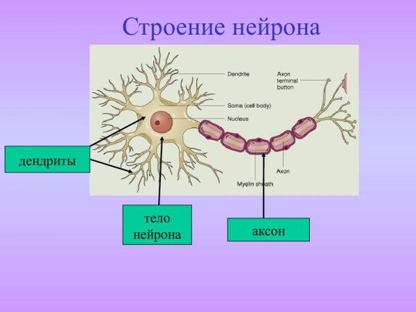Аксон строение нейрона