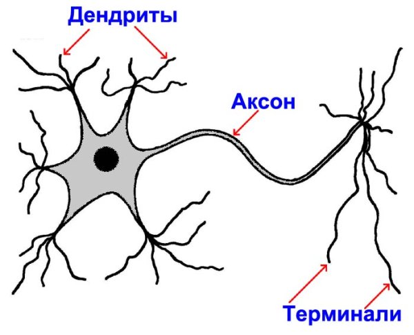 Нейроны аксоны дендриты