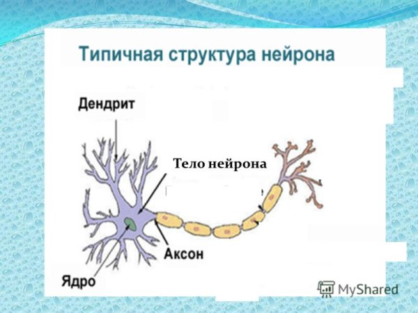 Строение нейрона биология