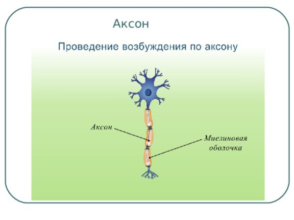 Функция аксона нервной клетки состоит в:
