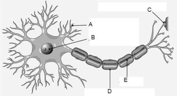 Миелиновой оболочкой дендрит Аксон
