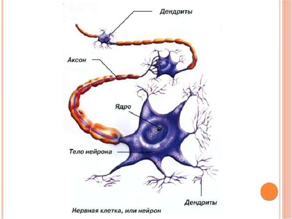 Строение нейрона дендриты Аксон