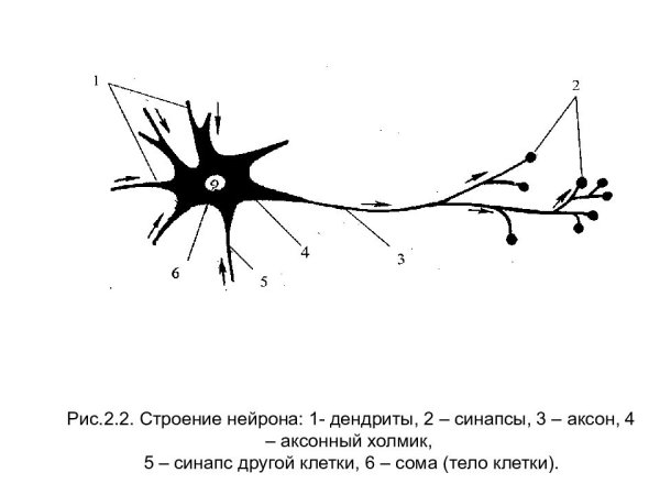 Строение нейрона аксонный холмик