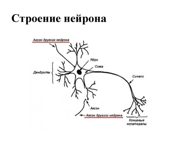 Схема строения нейрона