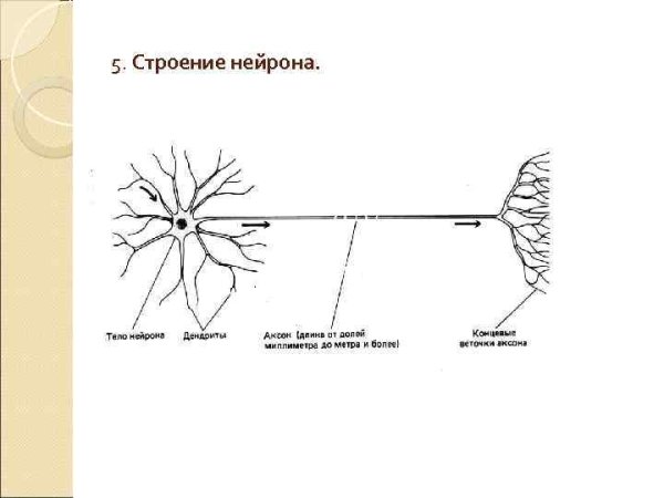 Дендриты строение нервных клеток
