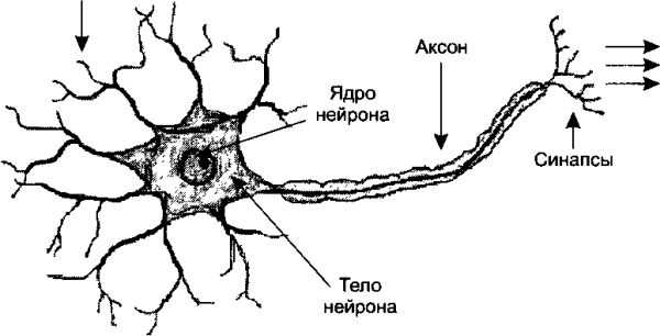 Схема биологического нейрона