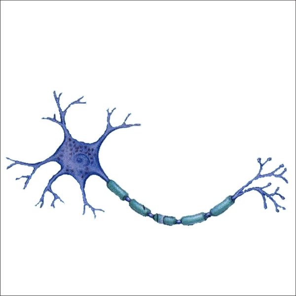 Строение нейрона дендриты Аксон