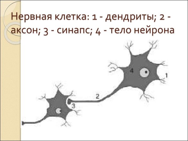 Дендрит тело нейрона Аксон синапс