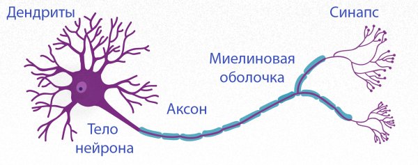 Нейрон Аксон дендрит