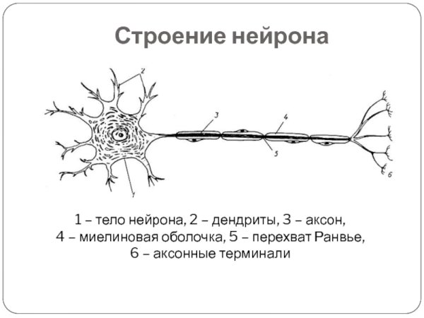 Строение нейрона рисунок и строение