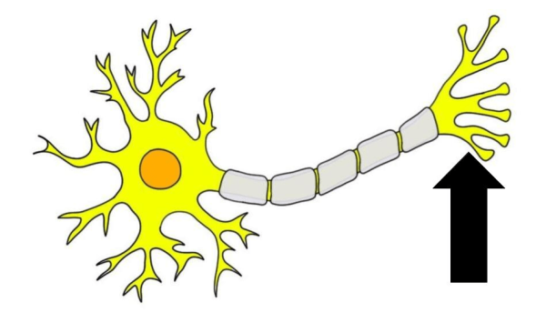 Клетка нейрона рисунок