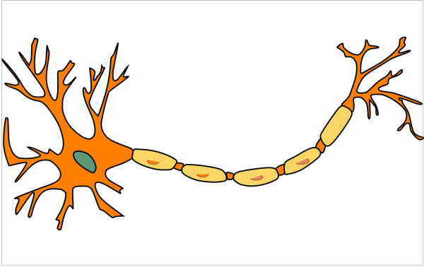 Нервы Аксон дендрит