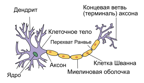Короткий отросток нервной клетки