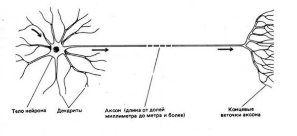 Коллатерали аксона двигательного нейрона