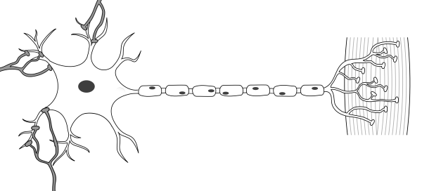 Аксон эфферентного нейрона