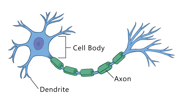 Neuron structure