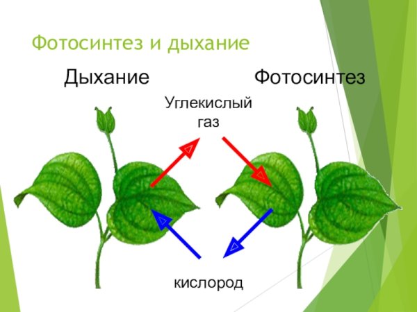 Дыхание листа растения