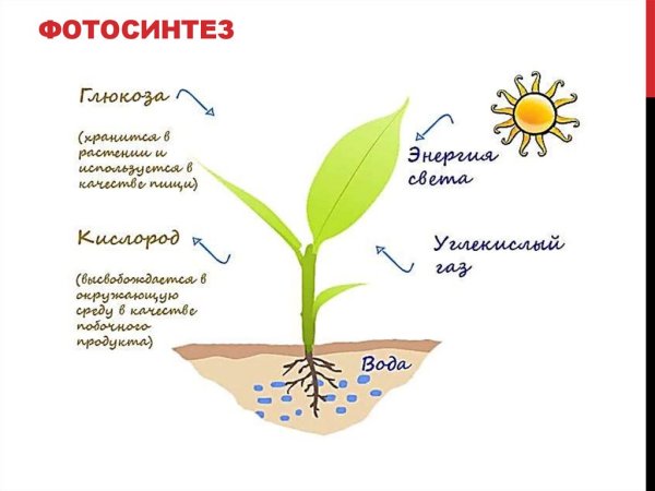 Ботанические науки с фотосинтезом