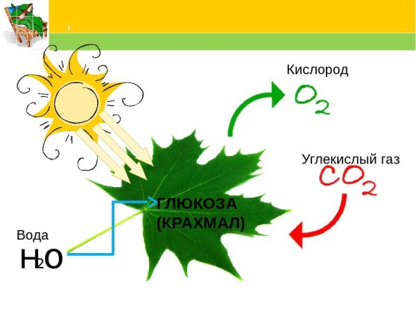 Процесс фотосинтеза у растений схема