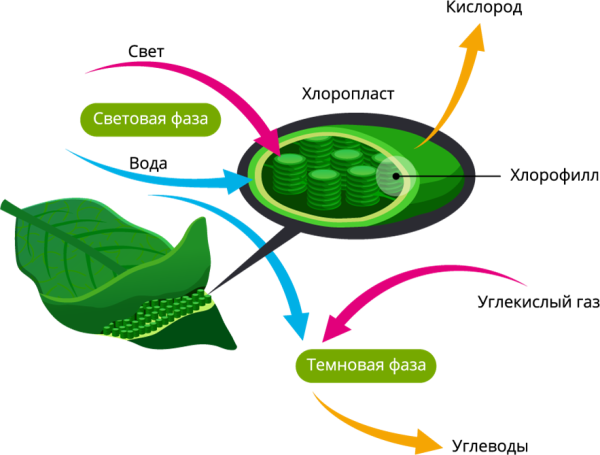 Хлорофилл световая фаза