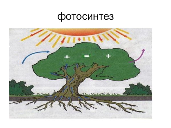 Фотосинтез рисунок