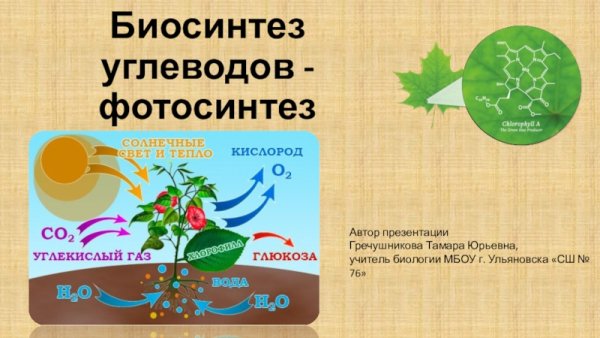 Биология 9 класс Биосинтез углеводов фотосинтез