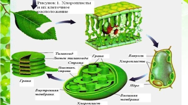 Значение фотосинтеза