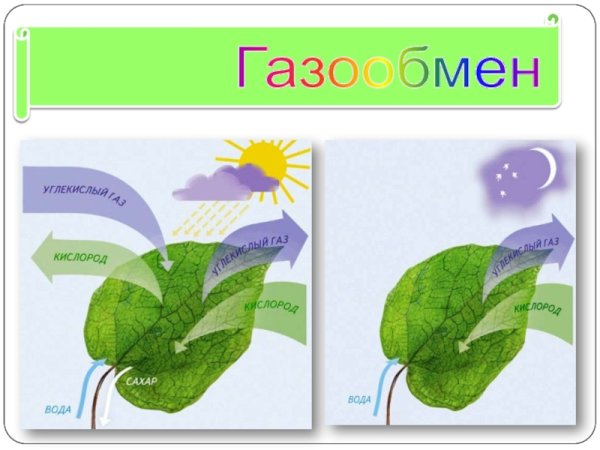 Фотосинтез у растений 2 класс