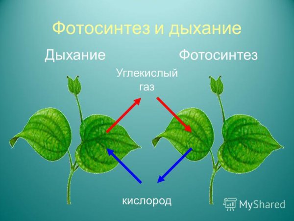 Фотосинтез плакат