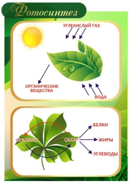 Процесс фотосинтеза