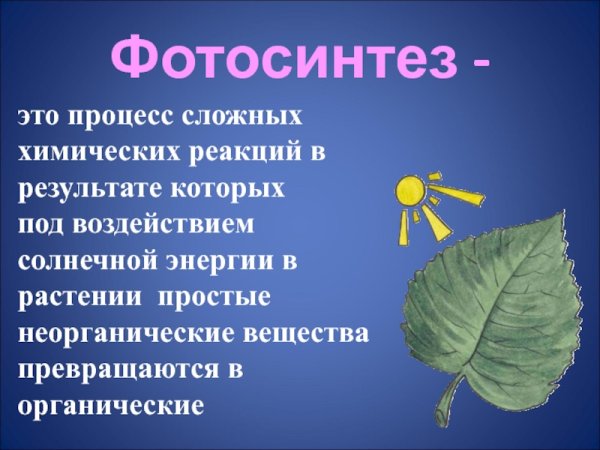 Автотрофы способны к фотосинтезу