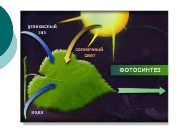 Фотосинтез и урожай