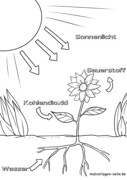 Фотосинтез царство