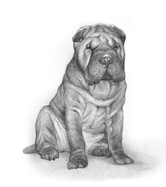 Собака шарпей