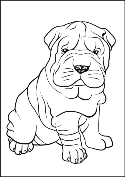 Шарпей карандашом