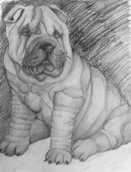 Шарпей анатомия