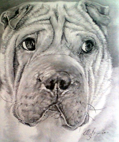 Шарпей рисунок карандашом