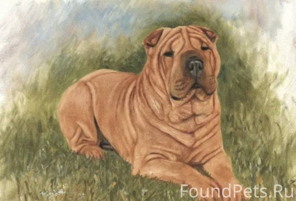 Шарпей рисунок