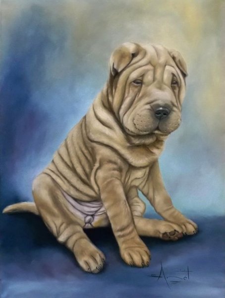 Шарпей картина