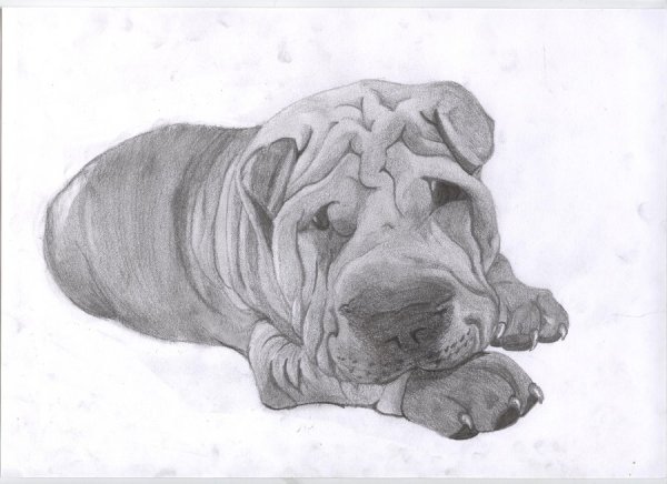 Шарпей рисунок