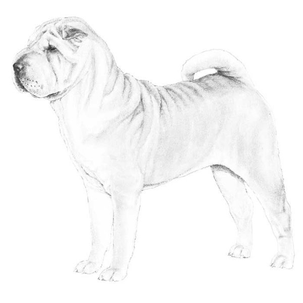 Шарпей стандарт породы РКФ