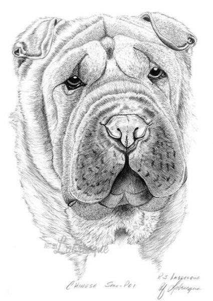 Шарпей карандашом