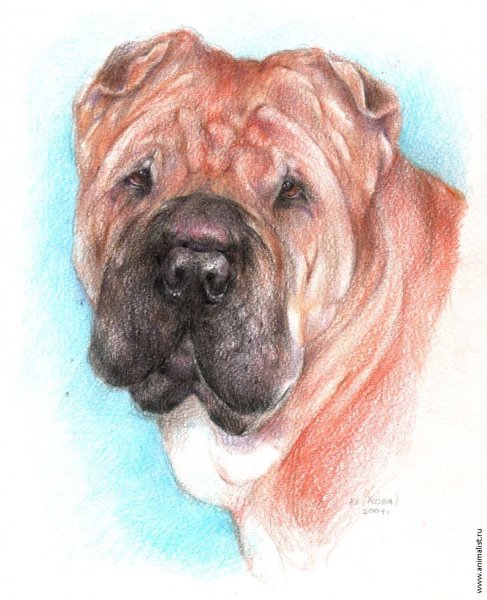 Шарпей анатомия