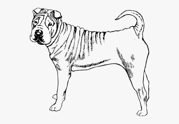 Шарпей раскраска