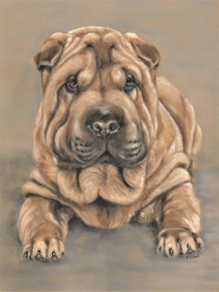 Алмазная мозаика шарпей