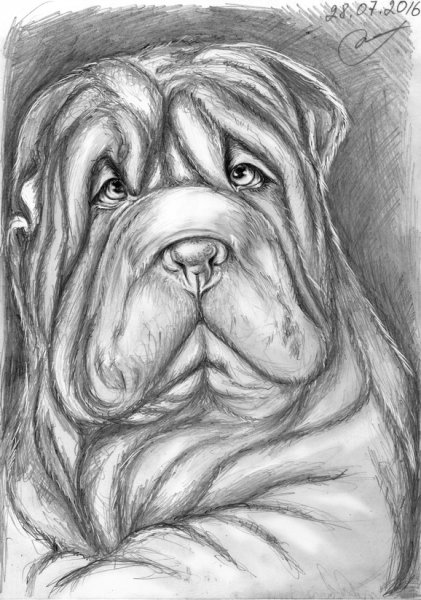 Шарпей карандашом