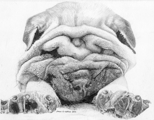 Шарпей карандашом